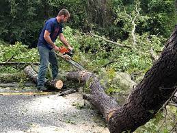 How Our Tree Care Process Works  in  Gorman, TX